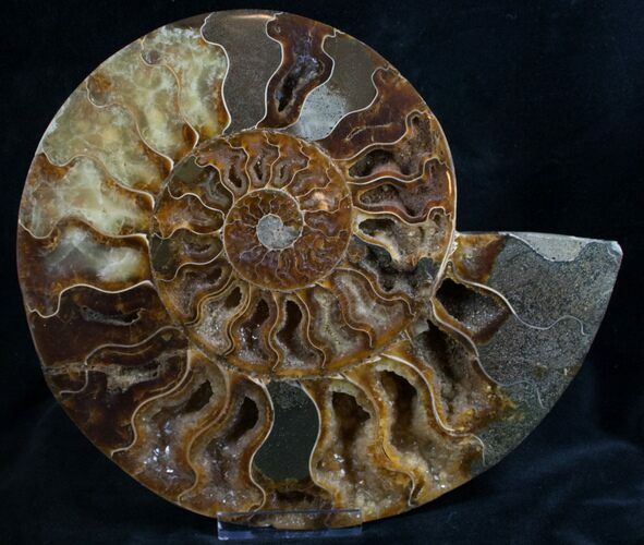 Split Ammonite Half - Crystal Pockets #7808